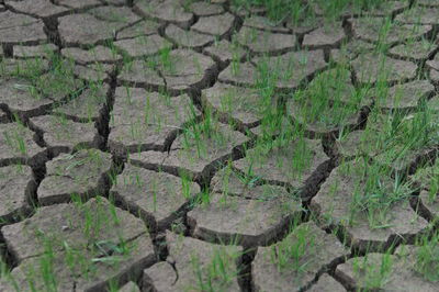 High angle view of dried field