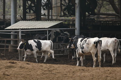 Cows standing in ranch