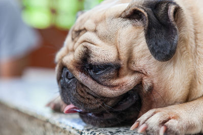 Close-up of a dog