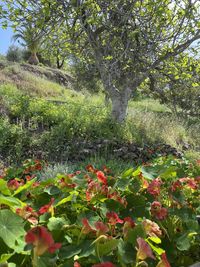 Flowering plants and trees in forest