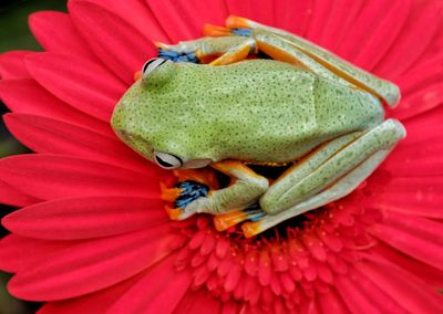 Close-up of frog on flower