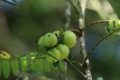 Emblica officinalis gaerth. 