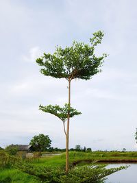 Plant growing on field against sky