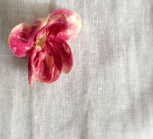 Close-up of pink flowers