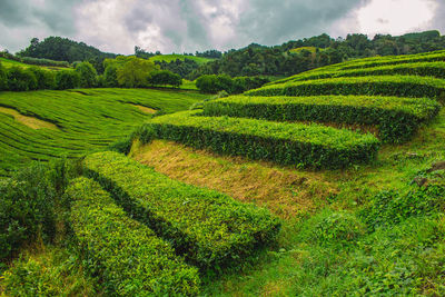Scenic view of agricultural field against sky