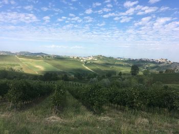 Scenic view of agricultural field against sky