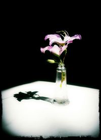 Close-up of flower over black background