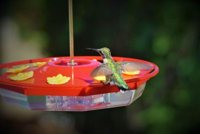 Close-up of small bird