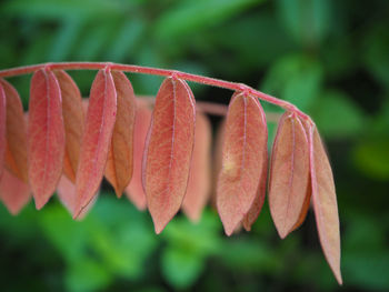 Close-up of red flowering plant