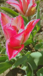 Close-up of pink flower blooming outdoors