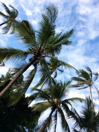 Low angle view of palm trees against sky