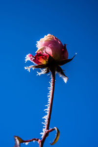 Close-up of flower against clear blue sky