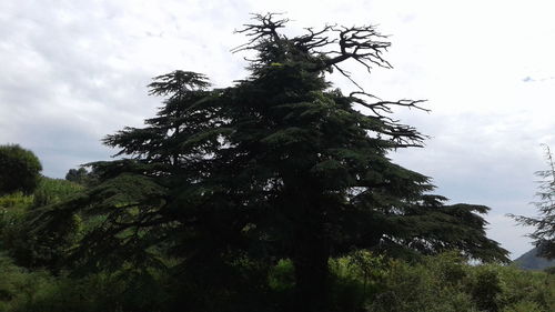 Low angle view of tree against sky