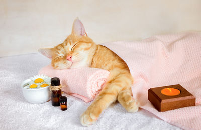 Cat relaxing in a box