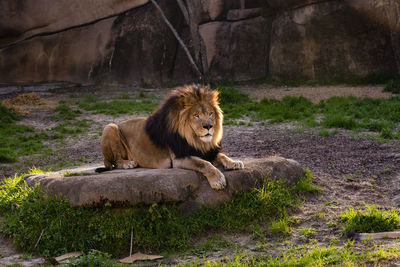 Cat lying on rock in zoo