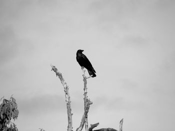 Low angle view of eagle perching on branch