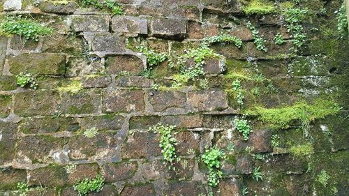 Moss growing on stone wall