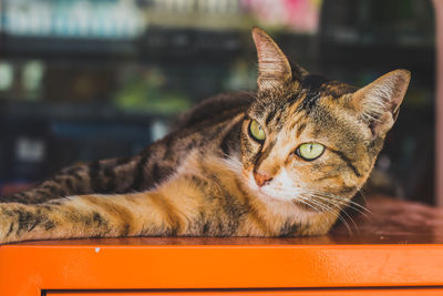 Close-up portrait of cat