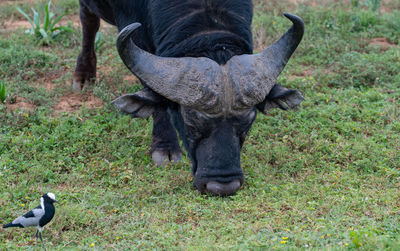 Cape buffalo in the wild and savannah landscape of africa