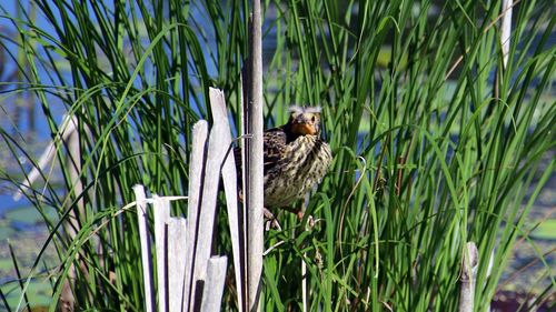 View of a bird perched on tall grass