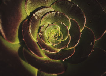 Close-up of spiral flower