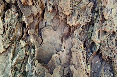 Full frame shot of tree trunk