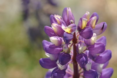 Close-up of purple flowering plant