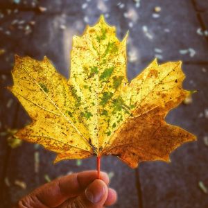 Close-up of yellow maple leaf