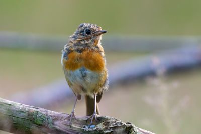 Close-up of bird perching