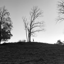 Bare trees on field against clear sky