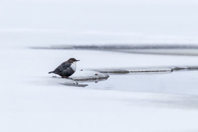 Bird on a snow