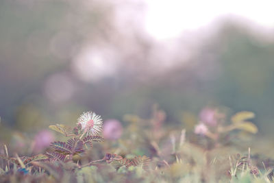 Close-up of flowering plants on field