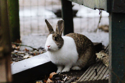 Close-up of a rabbit