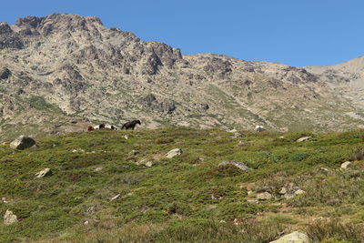 View of sheep grazing in field