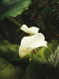 Close-up of white rose flower