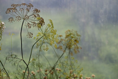 Close-up of flowering plants on field against sky