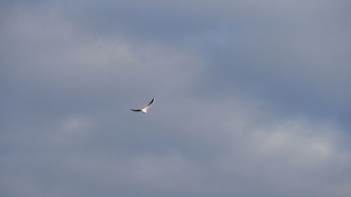 Low angle view of seagull flying in sky