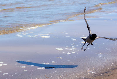 High angle view of seagull flying over beach