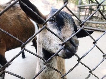 Close-up of horse in zoo