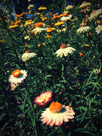 Close-up of orange flowering plants on field