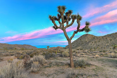 Scenic view of desert against sky