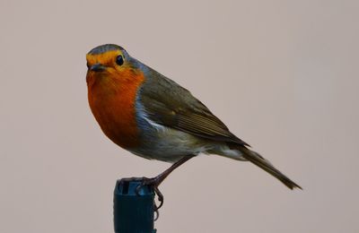 Close-up of bird perching