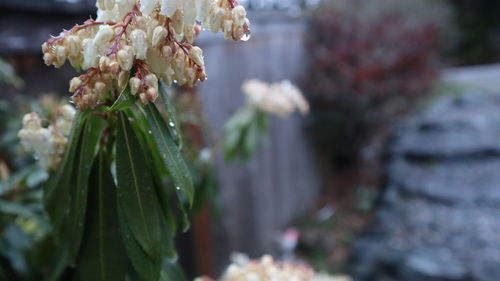 Close-up of flowering plant