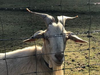 Close-up of horse standing outdoors