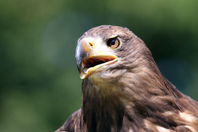 Close-up of eagle