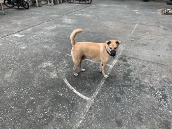 High angle view of dog standing on road