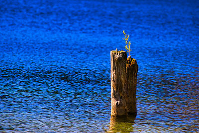 Close-up of wooden post in lake