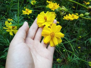 Close-up of hand holding yellow flowering plant