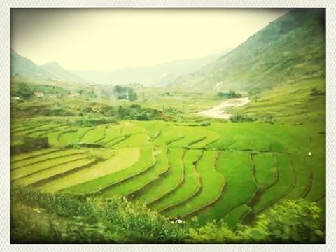 Terraced field