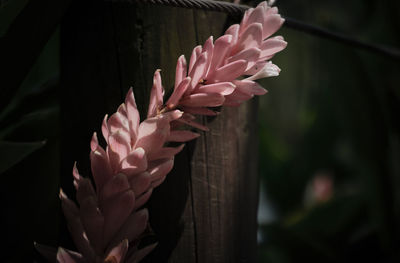 Close-up of pink flowering plant